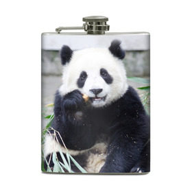 Фляга с принтом Большая панда в Курске, металлический корпус | емкость 0,22 л, размер 125 х 94 мм. Виниловая наклейка запечатывается полностью | бамбук | белый | джунгли | дикое | животное | китай | лес | медведь | черный