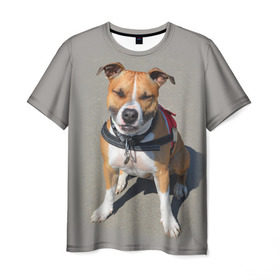 Мужская футболка 3D с принтом Стаффордшир в Курске, 100% полиэфир | прямой крой, круглый вырез горловины, длина до линии бедер | Тематика изображения на принте: животные | пес | питбуль | природа | собака | стафф | стаффордшир | стаффордширский терьер
