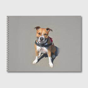 Альбом для рисования с принтом Стаффордшир в Курске, 100% бумага
 | матовая бумага, плотность 200 мг. | Тематика изображения на принте: животные | пес | питбуль | природа | собака | стафф | стаффордшир | стаффордширский терьер