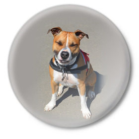 Значок с принтом Стаффордшир в Курске,  металл | круглая форма, металлическая застежка в виде булавки | животные | пес | питбуль | природа | собака | стафф | стаффордшир | стаффордширский терьер