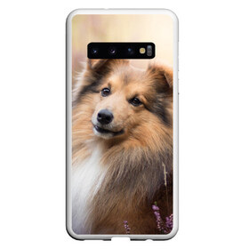 Чехол для Samsung Galaxy S10 с принтом Шелти в Курске, Силикон | Область печати: задняя сторона чехла, без боковых панелей | dog | взгляд | колли | собака