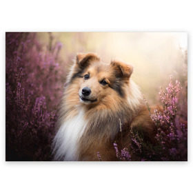 Поздравительная открытка с принтом Шелти в Курске, 100% бумага | плотность бумаги 280 г/м2, матовая, на обратной стороне линовка и место для марки
 | dog | взгляд | колли | собака