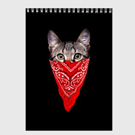 Скетчбук с принтом Gangsta Cat в Курске, 100% бумага
 | 48 листов, плотность листов — 100 г/м2, плотность картонной обложки — 250 г/м2. Листы скреплены сверху удобной пружинной спиралью | Тематика изображения на принте: cat | cats | gangsta | kitten | kitty | pussy | гангстер | кот | котенок | котик | котики | коты | котята | кошка | кошки | платок
