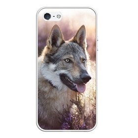 Чехол для iPhone 5/5S матовый с принтом Волк в Курске, Силикон | Область печати: задняя сторона чехла, без боковых панелей | dog | взгляд | волк | лайка | собака | хаски