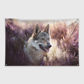 Флаг-баннер с принтом Волк в Курске, 100% полиэстер | размер 67 х 109 см, плотность ткани — 95 г/м2; по краям флага есть четыре люверса для крепления | dog | взгляд | волк | лайка | собака | хаски