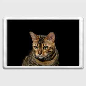 Магнит 45*70 с принтом Бенгальский кот в Курске, Пластик | Размер: 78*52 мм; Размер печати: 70*45 | Тематика изображения на принте: bengal cat | cat | бенгальская кошка | бенгальский | кот | котик | коты | кошки