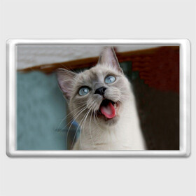 Магнит 45*70 с принтом Сиамский котенок в Курске, Пластик | Размер: 78*52 мм; Размер печати: 70*45 | Тематика изображения на принте: животные | кот | котенок | котик | кошечка | кошка | милый | мордочка | показывает язык | прикол | серый | сиамская | сиамская кошка | сиамский котенок | юмор | язык