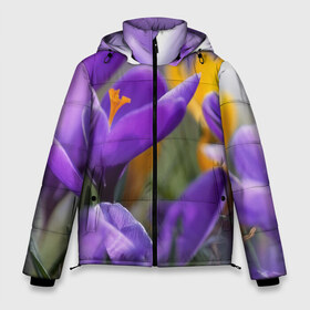 Мужская зимняя куртка 3D с принтом Фиолетовые цветы в Курске, верх — 100% полиэстер; подкладка — 100% полиэстер; утеплитель — 100% полиэстер | длина ниже бедра, свободный силуэт Оверсайз. Есть воротник-стойка, отстегивающийся капюшон и ветрозащитная планка. 

Боковые карманы с листочкой на кнопках и внутренний карман на молнии. | бабушке | девочке | девушке | дочке | желтые цветы | женщине | маме | подруге | природа | розовые цветы | розы | сестре | теще | тюльпаны | цветы