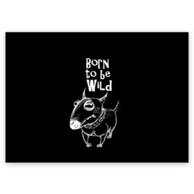 Поздравительная открытка с принтом Born to be wild в Курске, 100% бумага | плотность бумаги 280 г/м2, матовая, на обратной стороне линовка и место для марки
 | angry | animals | authority | b | black and white | bull terrier | bully | cool | dog | fight | illustration | swag | thug | wild | авторитет | бандит | бойцовый | бультерьер | дикий | животные | злой | иллюстрация | крутой | надпись | ошейник | п