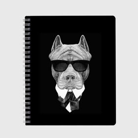 Тетрадь с принтом Питбуль в Курске, 100% бумага | 48 листов, плотность листов — 60 г/м2, плотность картонной обложки — 250 г/м2. Листы скреплены сбоку удобной пружинной спиралью. Уголки страниц и обложки скругленные. Цвет линий — светло-серый
 | Тематика изображения на принте: animals | black | black and white | cool | dog | fight | gentleman | head | illustration | pitbull | swag | white | авторитет | белая | бойцовый | галстук бабочка | голова | джентльмен | животные | иллюстрация | костюм | крутой | очки | 