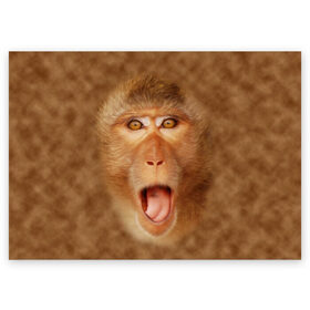 Поздравительная открытка с принтом Обезьяна в Курске, 100% бумага | плотность бумаги 280 г/м2, матовая, на обратной стороне линовка и место для марки
 | голова | животные | мартышка | мордочка | обезьяна | открытый | прикол | природа | рот | юмор