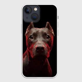 Чехол для iPhone 13 mini с принтом Стафф в Курске,  |  | амстафф | голова | животные | мордочка | природа | собака | стафф | стаффордширский терьер