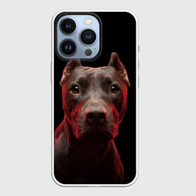 Чехол для iPhone 13 Pro с принтом Стафф в Курске,  |  | амстафф | голова | животные | мордочка | природа | собака | стафф | стаффордширский терьер