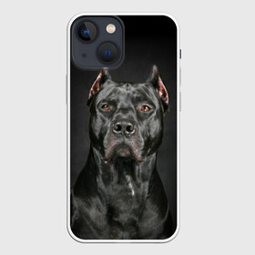Чехол для iPhone 13 mini с принтом Питбуль в Курске,  |  | animal | black | breed | bull | combat | dog | ears | eyes | image | muzzle | nose | pit bull | portrait | боевой | бугай | глаза | животное | изображение | нос | пес | питбуль | порода | портрет | псина | собака | уши | черный