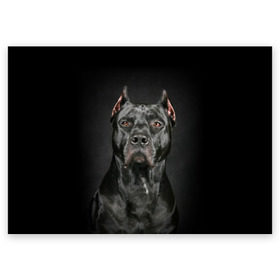Поздравительная открытка с принтом Питбуль в Курске, 100% бумага | плотность бумаги 280 г/м2, матовая, на обратной стороне линовка и место для марки
 | animal | black | breed | bull | combat | dog | ears | eyes | image | muzzle | nose | pit bull | portrait | боевой | бугай | глаза | животное | изображение | нос | пес | питбуль | порода | портрет | псина | собака | уши | черный