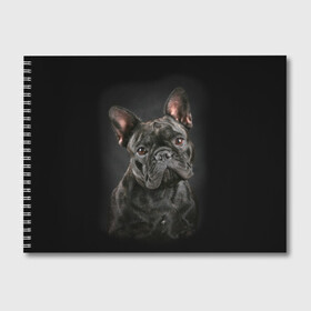 Альбом для рисования с принтом Французский бульдог в Курске, 100% бумага
 | матовая бумага, плотность 200 мг. | animal | background | beast | black | breed | bulldog | cool | cute | dog | ears | french | jaw | look | muzzle | portrait | wool | бульдог | взгляд | животное | зверь | милый | пёс | порода | портрет | прикольно | псина | собака | уши | фон | фра