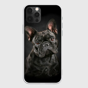 Чехол для iPhone 12 Pro Max с принтом Французский бульдог в Курске, Силикон |  | animal | background | beast | black | breed | bulldog | cool | cute | dog | ears | french | jaw | look | muzzle | portrait | wool | бульдог | взгляд | животное | зверь | милый | пёс | порода | портрет | прикольно | псина | собака | уши | фон | фра
