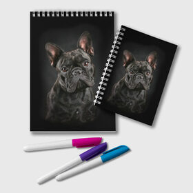 Блокнот с принтом Французский бульдог в Курске, 100% бумага | 48 листов, плотность листов — 60 г/м2, плотность картонной обложки — 250 г/м2. Листы скреплены удобной пружинной спиралью. Цвет линий — светло-серый
 | animal | background | beast | black | breed | bulldog | cool | cute | dog | ears | french | jaw | look | muzzle | portrait | wool | бульдог | взгляд | животное | зверь | милый | пёс | порода | портрет | прикольно | псина | собака | уши | фон | фра