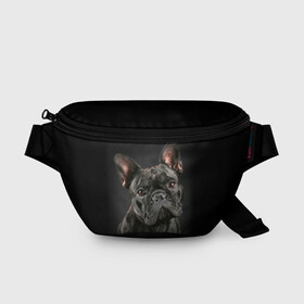 Поясная сумка 3D с принтом Французский бульдог в Курске, 100% полиэстер | плотная ткань, ремень с регулируемой длиной, внутри несколько карманов для мелочей, основное отделение и карман с обратной стороны сумки застегиваются на молнию | Тематика изображения на принте: animal | background | beast | black | breed | bulldog | cool | cute | dog | ears | french | jaw | look | muzzle | portrait | wool | бульдог | взгляд | животное | зверь | милый | пёс | порода | портрет | прикольно | псина | собака | уши | фон | фра