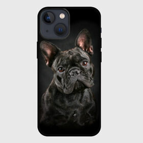 Чехол для iPhone 13 mini с принтом Французский бульдог в Курске,  |  | Тематика изображения на принте: animal | background | beast | black | breed | bulldog | cool | cute | dog | ears | french | jaw | look | muzzle | portrait | wool | бульдог | взгляд | животное | зверь | милый | пёс | порода | портрет | прикольно | псина | собака | уши | фон | фра