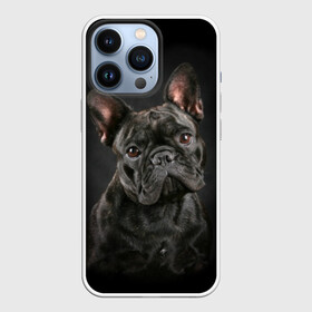 Чехол для iPhone 13 Pro с принтом Французский бульдог в Курске,  |  | Тематика изображения на принте: animal | background | beast | black | breed | bulldog | cool | cute | dog | ears | french | jaw | look | muzzle | portrait | wool | бульдог | взгляд | животное | зверь | милый | пёс | порода | портрет | прикольно | псина | собака | уши | фон | фра