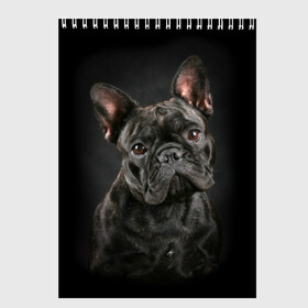 Скетчбук с принтом Французский бульдог в Курске, 100% бумага
 | 48 листов, плотность листов — 100 г/м2, плотность картонной обложки — 250 г/м2. Листы скреплены сверху удобной пружинной спиралью | Тематика изображения на принте: animal | background | beast | black | breed | bulldog | cool | cute | dog | ears | french | jaw | look | muzzle | portrait | wool | бульдог | взгляд | животное | зверь | милый | пёс | порода | портрет | прикольно | псина | собака | уши | фон | фра
