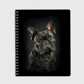 Тетрадь с принтом Французский бульдог в Курске, 100% бумага | 48 листов, плотность листов — 60 г/м2, плотность картонной обложки — 250 г/м2. Листы скреплены сбоку удобной пружинной спиралью. Уголки страниц и обложки скругленные. Цвет линий — светло-серый
 | Тематика изображения на принте: animal | background | beast | black | breed | bulldog | cool | cute | dog | ears | french | jaw | look | muzzle | portrait | wool | бульдог | взгляд | животное | зверь | милый | пёс | порода | портрет | прикольно | псина | собака | уши | фон | фра