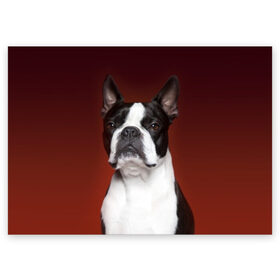Поздравительная открытка с принтом Французский бульдог в Курске, 100% бумага | плотность бумаги 280 г/м2, матовая, на обратной стороне линовка и место для марки
 | Тематика изображения на принте: animal | background | beast | black | breed | bulldog | color | cool | cute | dog | e | jaw | look | muzzle | portrait | red | white | белый | бульдог | взгляд | животное | зверь | красный | милый | пёс | порода | портрет | прикольно | псина | соб