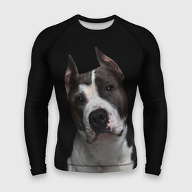 Мужской рашгард 3D с принтом Американский питбуль в Курске,  |  | animal | black | breed | bull | dog | ears | eyes | fight | fighting | image | muzzle | nose | pit bull | portrait | terrier | white | белый | боевой | бойцовая | бугай | глаза | животное | изображение | нос | пес | питбуль | порода | портрет | пс