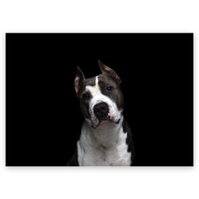 Поздравительная открытка с принтом Американский питбуль в Курске, 100% бумага | плотность бумаги 280 г/м2, матовая, на обратной стороне линовка и место для марки
 | animal | black | breed | bull | dog | ears | eyes | fight | fighting | image | muzzle | nose | pit bull | portrait | terrier | white | белый | боевой | бойцовая | бугай | глаза | животное | изображение | нос | пес | питбуль | порода | портрет | пс