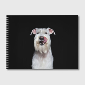 Альбом для рисования с принтом Белый шнауцер в Курске, 100% бумага
 | матовая бумага, плотность 200 мг. | animal | background | beast | black | breed | cool | cute | dog | ears | fangs | jaw | look | muzzle | portrait | tongue | white | wool | белый | взгляд | животное | зверь | клыки | милый | пёс | порода | портрет | прикольно | псина | собака | уши