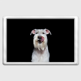 Магнит 45*70 с принтом Белый шнауцер в Курске, Пластик | Размер: 78*52 мм; Размер печати: 70*45 | animal | background | beast | black | breed | cool | cute | dog | ears | fangs | jaw | look | muzzle | portrait | tongue | white | wool | белый | взгляд | животное | зверь | клыки | милый | пёс | порода | портрет | прикольно | псина | собака | уши