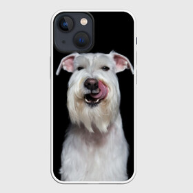 Чехол для iPhone 13 mini с принтом Белый шнауцер в Курске,  |  | Тематика изображения на принте: animal | background | beast | black | breed | cool | cute | dog | ears | fangs | jaw | look | muzzle | portrait | tongue | white | wool | белый | взгляд | животное | зверь | клыки | милый | пёс | порода | портрет | прикольно | псина | собака | уши