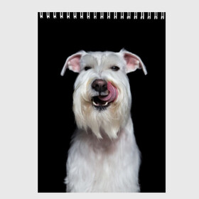 Скетчбук с принтом Белый шнауцер в Курске, 100% бумага
 | 48 листов, плотность листов — 100 г/м2, плотность картонной обложки — 250 г/м2. Листы скреплены сверху удобной пружинной спиралью | animal | background | beast | black | breed | cool | cute | dog | ears | fangs | jaw | look | muzzle | portrait | tongue | white | wool | белый | взгляд | животное | зверь | клыки | милый | пёс | порода | портрет | прикольно | псина | собака | уши