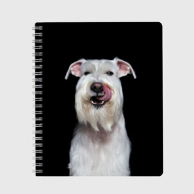 Тетрадь с принтом Белый шнауцер в Курске, 100% бумага | 48 листов, плотность листов — 60 г/м2, плотность картонной обложки — 250 г/м2. Листы скреплены сбоку удобной пружинной спиралью. Уголки страниц и обложки скругленные. Цвет линий — светло-серый
 | animal | background | beast | black | breed | cool | cute | dog | ears | fangs | jaw | look | muzzle | portrait | tongue | white | wool | белый | взгляд | животное | зверь | клыки | милый | пёс | порода | портрет | прикольно | псина | собака | уши