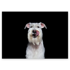 Поздравительная открытка с принтом Белый шнауцер в Курске, 100% бумага | плотность бумаги 280 г/м2, матовая, на обратной стороне линовка и место для марки
 | animal | background | beast | black | breed | cool | cute | dog | ears | fangs | jaw | look | muzzle | portrait | tongue | white | wool | белый | взгляд | животное | зверь | клыки | милый | пёс | порода | портрет | прикольно | псина | собака | уши