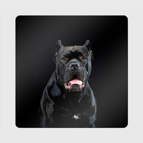 Магнит виниловый Квадрат с принтом Черный кан - корсо в Курске, полимерный материал с магнитным слоем | размер 9*9 см, закругленные углы | Тематика изображения на принте: animal | background | beast | black | breed | can   corso | cool | cute | dog | ears | fangs | jaw | look | muzzle | portrait | tongue | wool | взгляд | животное | зверь | кан   корсо | клыки | милый | пёс | порода | портрет | прикольно | псина | 