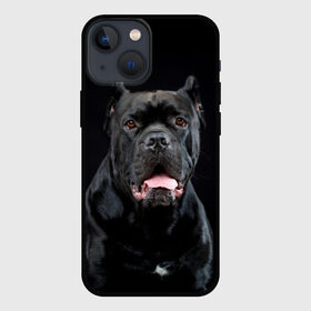 Чехол для iPhone 13 mini с принтом Черный кан   корсо в Курске,  |  | animal | background | beast | black | breed | can   corso | cool | cute | dog | ears | fangs | jaw | look | muzzle | portrait | tongue | wool | взгляд | животное | зверь | кан   корсо | клыки | милый | пёс | порода | портрет | прикольно | псина | 