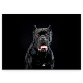 Поздравительная открытка с принтом Черный кан - корсо в Курске, 100% бумага | плотность бумаги 280 г/м2, матовая, на обратной стороне линовка и место для марки
 | animal | background | beast | black | breed | can   corso | cool | cute | dog | ears | fangs | jaw | look | muzzle | portrait | tongue | wool | взгляд | животное | зверь | кан   корсо | клыки | милый | пёс | порода | портрет | прикольно | псина | 