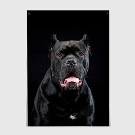 Постер с принтом Черный кан - корсо в Курске, 100% бумага
 | бумага, плотность 150 мг. Матовая, но за счет высокого коэффициента гладкости имеет небольшой блеск и дает на свету блики, но в отличии от глянцевой бумаги не покрыта лаком | animal | background | beast | black | breed | can   corso | cool | cute | dog | ears | fangs | jaw | look | muzzle | portrait | tongue | wool | взгляд | животное | зверь | кан   корсо | клыки | милый | пёс | порода | портрет | прикольно | псина | 
