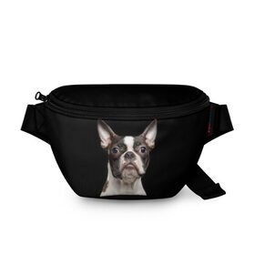 Поясная сумка 3D с принтом Бостонский терьер в Курске, 100% полиэстер | плотная ткань, ремень с регулируемой длиной, внутри несколько карманов для мелочей, основное отделение и карман с обратной стороны сумки застегиваются на молнию | animal | background | beast | black | boston | breed | color | cool | cute | dog | ears | jaw | look | muzzle | pet | portrait | terrier | white | wool | белый | бостон | взгляд | животное | зверь | милый | пёс | питомец | порода | портрет | прико