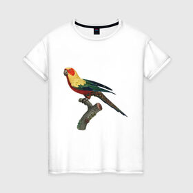 Женская футболка хлопок с принтом Попугай. Аратинга. в Курске, 100% хлопок | прямой крой, круглый вырез горловины, длина до линии бедер, слегка спущенное плечо | аратинга | бразилия | зоозащита | попугаи | попугайчики | природа | птица | птицы | солнечный
