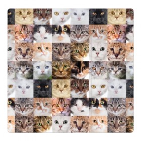 Магнитный плакат 3Х3 с принтом Кошачий коллаж в Курске, Полимерный материал с магнитным слоем | 9 деталей размером 9*9 см | breed | cat | cats | collage | eyes | fluffy | funny | kitten | look | meow | mustache | muzzle | photo | squares | взгляд | глаза | квадраты | коллаж | кот | котёнок | котики | кошка | мяу | порода | прикольный | пушистый | усы | фото