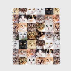 Тетрадь с принтом Кошачий коллаж в Курске, 100% бумага | 48 листов, плотность листов — 60 г/м2, плотность картонной обложки — 250 г/м2. Листы скреплены сбоку удобной пружинной спиралью. Уголки страниц и обложки скругленные. Цвет линий — светло-серый
 | breed | cat | cats | collage | eyes | fluffy | funny | kitten | look | meow | mustache | muzzle | photo | squares | взгляд | глаза | квадраты | коллаж | кот | котёнок | котики | кошка | мяу | порода | прикольный | пушистый | усы | фото