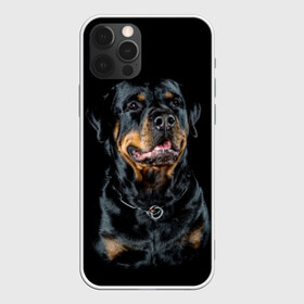 Чехол для iPhone 12 Pro Max с принтом Ротвейлер в Курске, Силикон |  | animal | black | breed | collar | dog | friend | glance | gloss | man | muzzle | rottweiler | взгляд | друг | животное | лоск | ошейник | пёс | порода | ротвейлер | собака | человека | черный