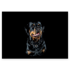 Поздравительная открытка с принтом Ротвейлер в Курске, 100% бумага | плотность бумаги 280 г/м2, матовая, на обратной стороне линовка и место для марки
 | animal | black | breed | collar | dog | friend | glance | gloss | man | muzzle | rottweiler | взгляд | друг | животное | лоск | ошейник | пёс | порода | ротвейлер | собака | человека | черный
