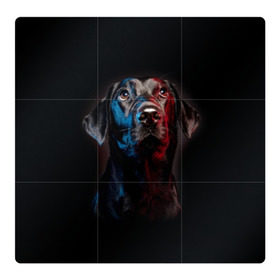 Магнитный плакат 3Х3 с принтом Чёрный лабрадор в Курске, Полимерный материал с магнитным слоем | 9 деталей размером 9*9 см | Тематика изображения на принте: animal | black | breed | collar | cute | dog | friend | labrador | look | man | muzzle | взгляд | друг | животное | лабрадор | милый | ошейник | пёс | порода | собака | человека | черный