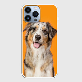 Чехол для iPhone 13 Pro Max с принтом Австралийская овчарка в Курске,  |  | animal | australian | breed | cute | dog | ears | funny | look | muzzle | red | shepherd | tongue | white | австралийская | белый | взгляд | животное | забавный | милый | овчарка | порода | рыжий | смешной | собака | уши | язык