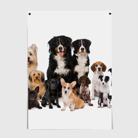 Постер с принтом Породистые собаки в Курске, 100% бумага
 | бумага, плотность 150 мг. Матовая, но за счет высокого коэффициента гладкости имеет небольшой блеск и дает на свету блики, но в отличии от глянцевой бумаги не покрыта лаком | animal | bernese | breed | bulldog | corgi | cute | dog | french | funny | jack | labrador | mountain dog | muzzle | paws | pug | puppy | spaniel | бернский | бульдог | джек рассел | животное | забавный | зенненхунд | корги | лабрадор | лапы | милый