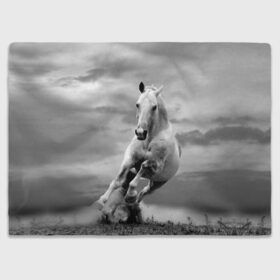 Плед 3D с принтом Белая лошадь в Курске, 100% полиэстер | закругленные углы, все края обработаны. Ткань не мнется и не растягивается | Тематика изображения на принте: animal | beautiful | gloss | horse | mane | mustang | muzzle | nature | white | wild | белый | грива | дикий | животное | конь | красивый | лоск | лошадь | мустанг | природа | скакун